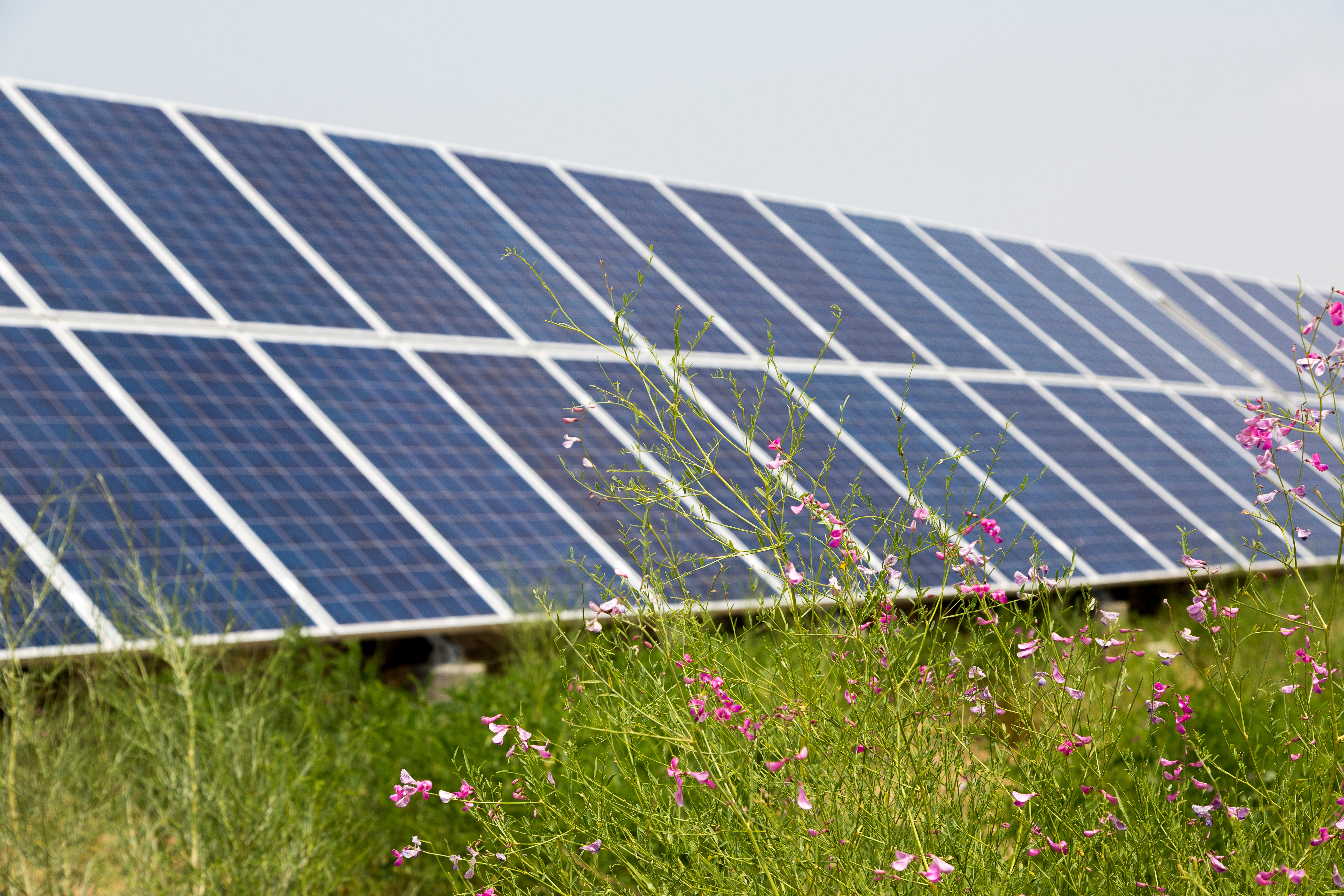 Solar panels in a flower meadow